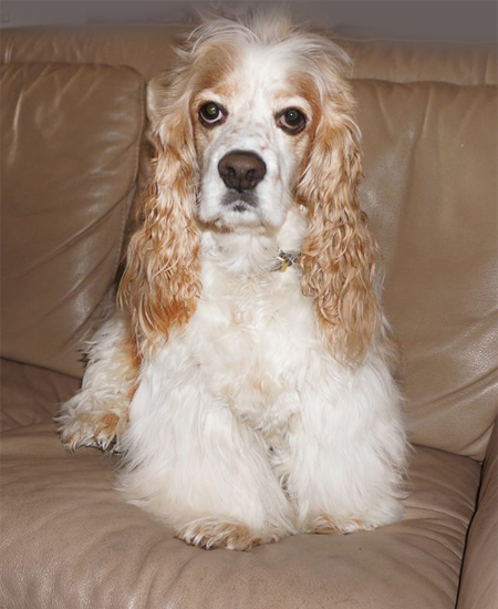 Pooh - Cocker Spaniel