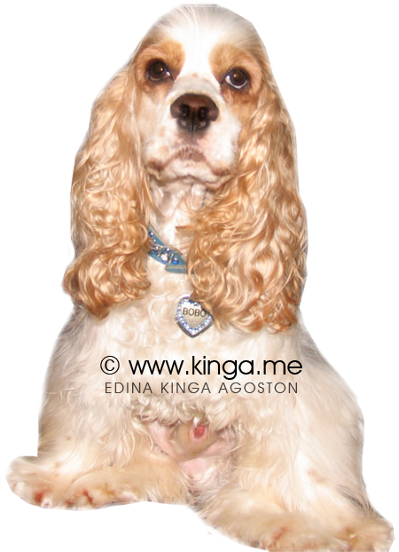Bobo White/Buff Pedigree Cocker Spaniel Hunk